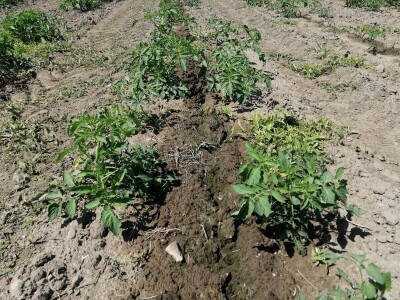 Zadruga Pontes Salutis navodnjava površine na kojima uzgaja rajčice za koprivničku Podravku