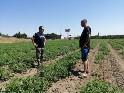 Zadruga Pontes Salutis navodnjava površine na kojima uzgaja rajčice za koprivničku Podravku