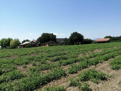 Zadruga Pontes Salutis navodnjava površine na kojima uzgaja rajčice za koprivničku Podravku