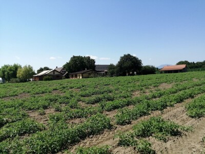 Zadruga Pontes Salutis navodnjava površine na kojima uzgaja rajčice za koprivničku Podravku