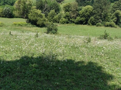 Ekološki nasadi oraha