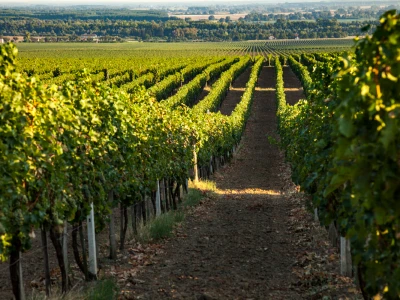 Zagreb dobio vinariju unutar granica grada