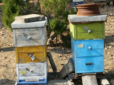 Zahvalnost za sve što su pčele učinile za njega