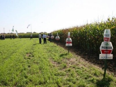 Pioneer hibridi kukuruza