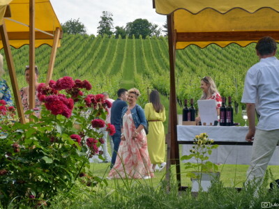 Treći "Zalazak u vinogradu"