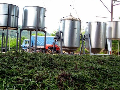 Žalfija čeka destilaciju