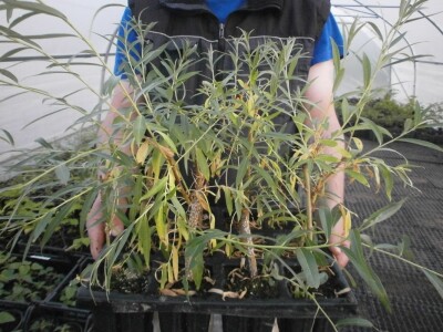 Žalosna vrba Žalosna vrba