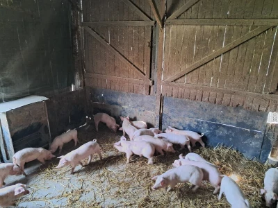 Zalučenje prasadi na PPG-u Damira Rastije