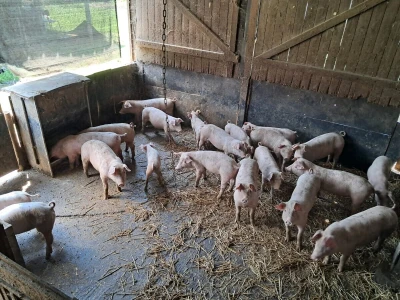 Zalučenje prasadi na PPG-u Damira Rastije