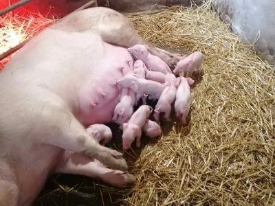 Zalučenje prasadi na PPG-u Damira Rastije