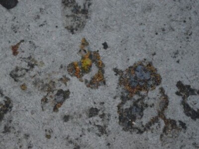 Zanemarivanje smokve