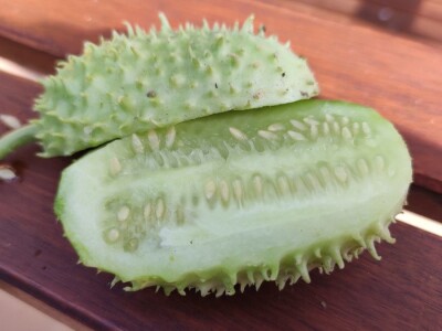 Zapadno-indijski krastavac