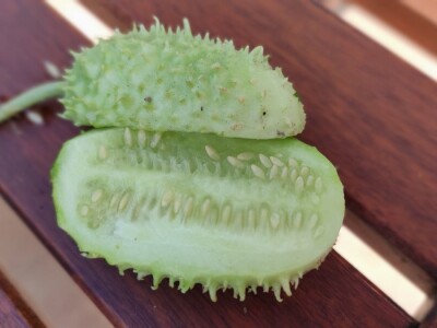 Zapadno-indijski krastavac