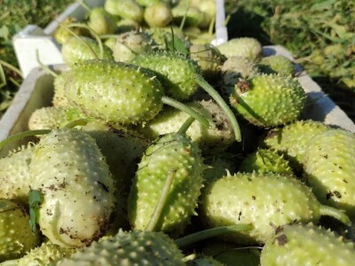 Zapadno-indijski krastavac