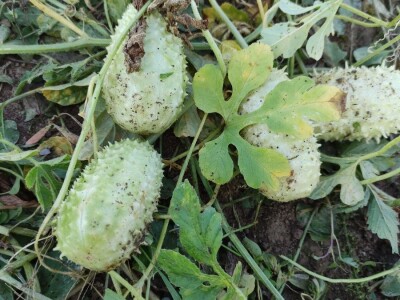 Zapadno-indijski krastavac