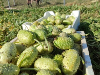 Zapadno-indijski krastavac