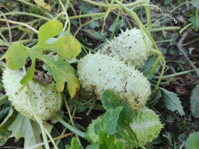 Zapadno-indijski krastavac