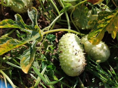 Zapadno-indijski krastavac