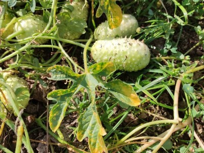 Zapadno-indijski krastavac