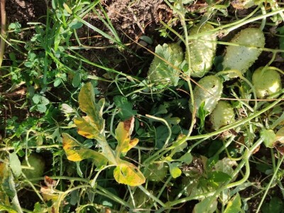 Zapadno-indijski krastavac