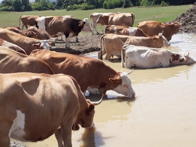 Zapinje navodnjavanje