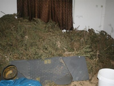 Zaplijenjena marihuana