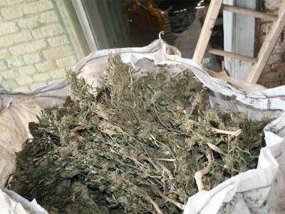 Zaplijenjena marihuana