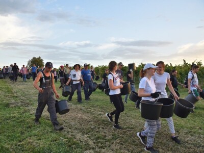 Započela berba grožđa u vinogradima Feravina