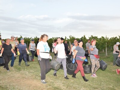 Započela berba grožđa u vinogradima Feravina