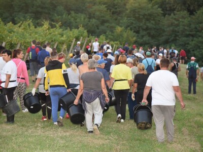 Započela berba grožđa u vinogradima Feravina