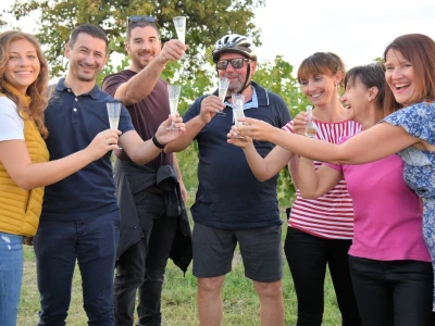 Započela berba grožđa u vinogradima Feravina