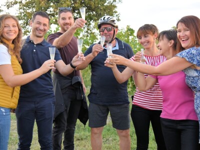 Započela berba grožđa u vinogradima Feravina