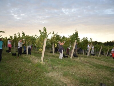 Započela berba grožđa u vinogradima Feravina