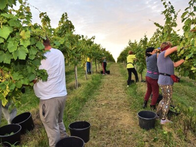 Započela berba grožđa u vinogradima Feravina