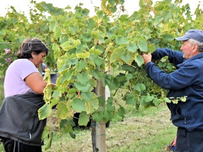 Započela berba grožđa u vinogradima Feravina