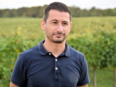 Započela berba grožđa u vinogradima Feravina