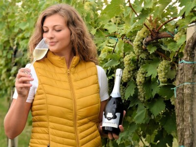 Započela berba grožđa u vinogradima Feravina