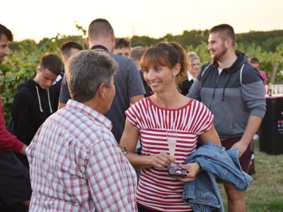 Započela berba grožđa u vinogradima Feravina