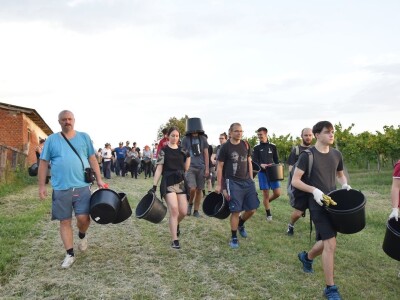 Započela berba grožđa u vinogradima Feravina
