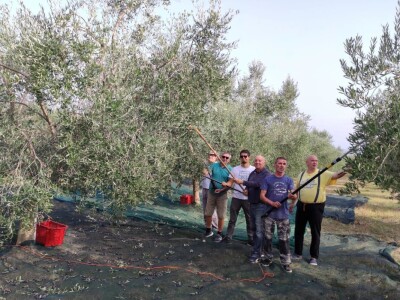 Započela berba maslina u zadarskom području
