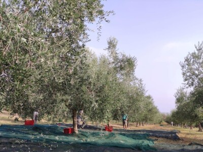 Započela berba maslina u zadarskom području