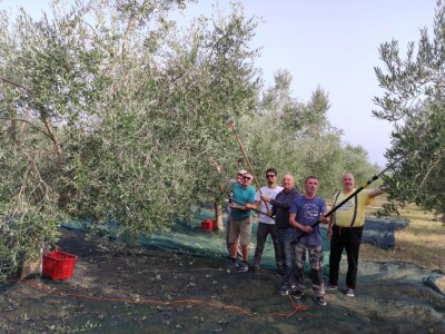 Započela berba maslina u zadarskom području