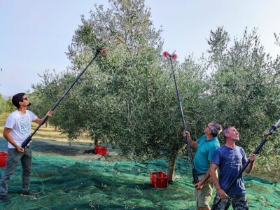 Započela berba maslina u zadarskom području