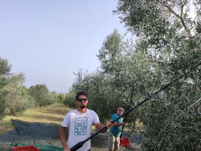 Započela berba maslina u zadarskom području