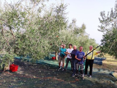 Započela berba maslina u zadarskom području