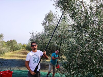 Započela berba maslina u zadarskom području