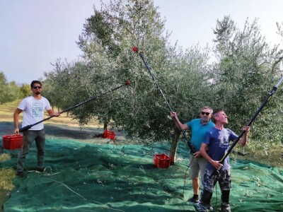 Započela berba maslina u zadarskom području