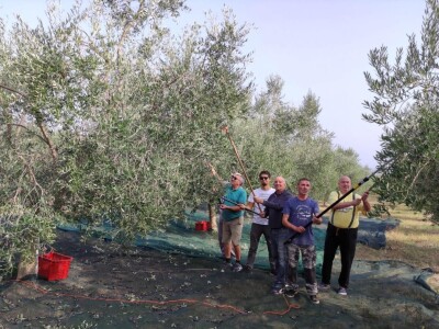 Započela berba maslina u zadarskom području