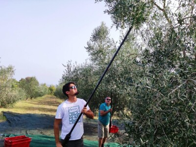 Započela berba maslina u zadarskom području