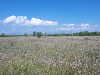 Mr. Jasna Jeremić: Od 17 križanaca vukova i pasa 16 ih je u Dalmaciji